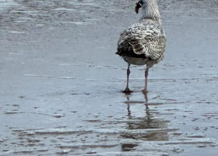 Kapitanskie Blizej Morza